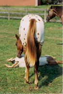 Dreama Rear