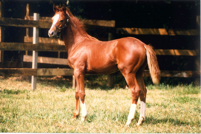 Lock and Load Foal Large