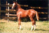 Lock and Load Foal Thumbnail