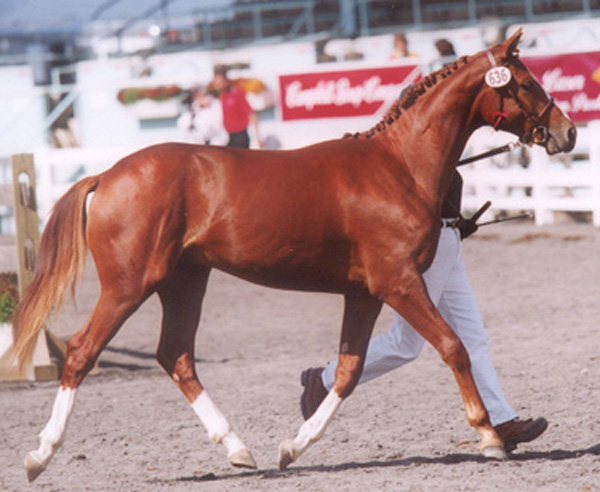 LockandLoadLargeTrot