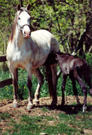 Naci Frontal with Foal