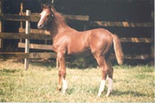 Sanders Ranch Breeding Program