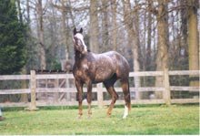 Leasing a Sanders Ranch Horse