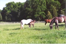 Horses grazing at Sanders Ranch