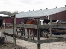 Farrier stand