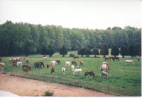Herd from abov