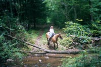 Wooded trail