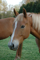 Watoose Head Shot Thumbnail