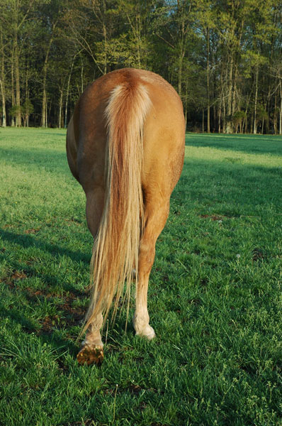 WatoosiRearShotLarge