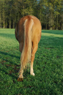 Watoosi Rear Shot Thumbnail