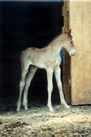 Watoosi Foal Shot Thumbnail