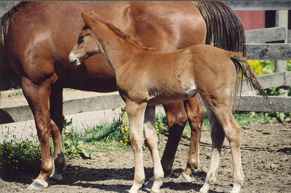 WillowFoalShotLarge