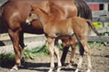 Willow Foal Thumbnail