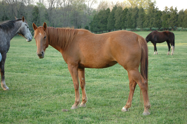 WillowSideShot