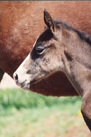 Windwalker Foal