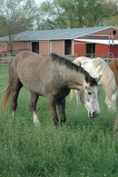Windwalker Grazing 