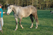 Windwalker Trotting