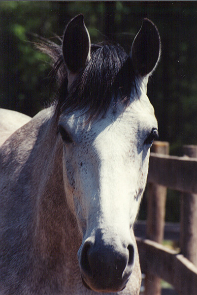 WoodwindHeadShotLarge